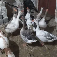 خریدوفروش|حیوانات مزرعه|پیرانشهر, |دیوار