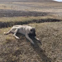 واگذاری گانگال|سگ|سیلوانه, |دیوار