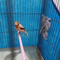 قناری نرتازه داره شروع میکنه ب خوندن.قفس پرنده