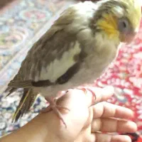 عروس هلندی ماده|پرنده|اهواز, فاز ۱ پادادشهر|دیوار