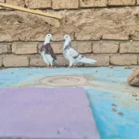 کفتر پرشی