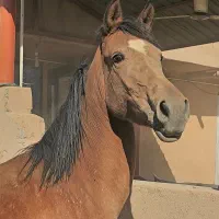 مادیان ۳ ساله کره زلزله رفسنجان