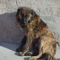 سگ گله ای جوان