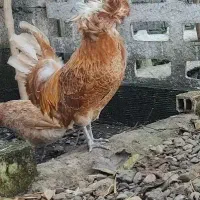 لهستانی پولند اصل|حیوانات مزرعه|رشت, احمد گوراب|دیوار