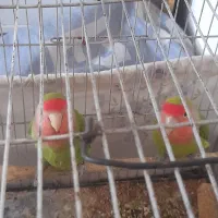 جفت طوطی مولد