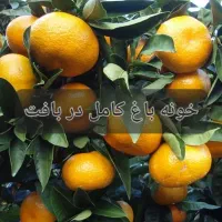 فوری-خونه-باغ-ویلا-کامل-در-بافت-درختان-میوه