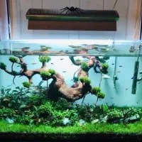 خدمات آکواریوم