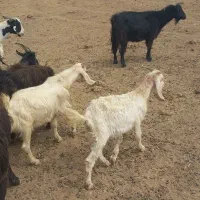 گوسفند