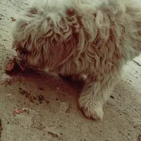 سگ پاکوتاه پشمالو|سگ|مینودشت, |دیوار