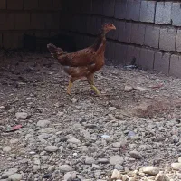 مرغ و جوجه|حیوانات مزرعه|لیلان, |دیوار