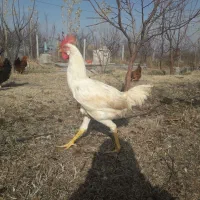 خروس لاری و گلین|حیوانات مزرعه|مشگین شهر, |دیوار