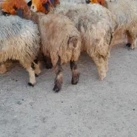 فروش میش بختیاری.( بز میش بره بزغاله)|حیوانات مزرعه|اردل, |دیوار