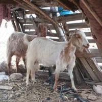 بز داشتی