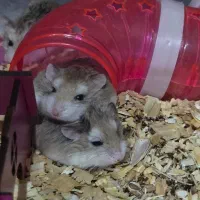 تخفیف ویژه روبروفسکی|موش و خرگوش|تهران, مینی‌سیتی (شهرک نفت)|دیوار