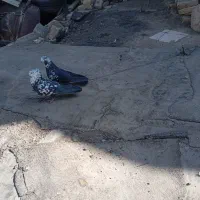 کبوترواشه ای سیاه|پرنده|سامان, |دیوار