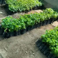 ارقام پسته ،گردو، بادام ،صنوبر نیگرای ترکیه کبوده|خدمات باغبانی و درختکاری|کرمان, |دیوار