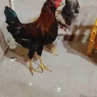 یک جفت خروس ۶و۵ماهه اصل طبیعی