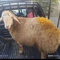 ثبت سفارش گوسفند زنده قلم آبی شبانه روز و حضوری