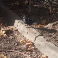 کفتر کبوتر بزک ماد|پرنده|چناران, |دیوار