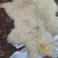 پوست بره|صنایع دستی و سایر لوازم تزئینی|اندیمشک, |دیوار