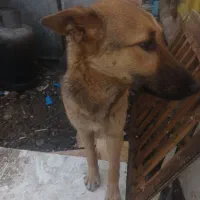 واگذاری یک قلاده سگ ژرمن و یک جفت اشتپیز مولد.