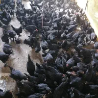 جوجه مرغ و خروس مرندی سیاه اصل(اصالت صددرصد)|حیوانات مزرعه|شیراز, احمدی جنوبی|دیوار