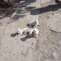 واگذاری توله ببی پاکوتاه ریز سفید خشگل|سگ|مشگین شهر, |دیوار