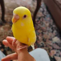 پرنده مرغ عشق دستی شده آماده تخم گذاری