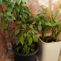 دو جفت گل قشنگ|گل و گیاه طبیعی|پیرانشهر, |دیوار