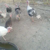 بوقلمون بالغ و جوجه بوفلمون تو سن مختلف