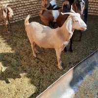 دو عدد بز ابستن