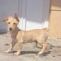 باسلام چهار قلاده پاکوتاه سگ