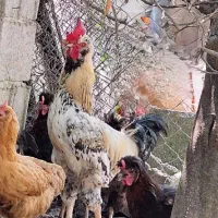 فروش خروس و مرغ و  اردک اسراعلی
