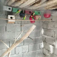 سلام دوستان عزیز چند جفت طوطی برزیلی برای فروش|پرنده|قصرقند, |دیوار