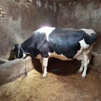 گاو|حیوانات مزرعه|خاوه, |دیوار