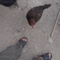 فروش یک عدد مرغ لاری