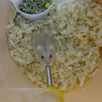 همستر کوچولو پت خونگی|موش و خرگوش|محمدشهر, ولدآباد|دیوار