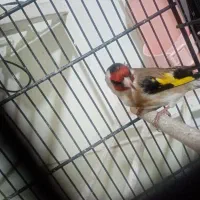 فروش سهره|پرنده|یزد, |دیوار