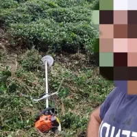 هرس کردن باغ چایی و بریدن علف هرز