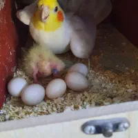 عروس هلندی مولد جوجه بزرگ کن|پرنده|ری, دولتآباد|دیوار