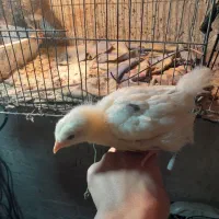 باسلام مشتری گرامی جوجه