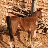 فروش انواع اسب وه مادیان پالونی