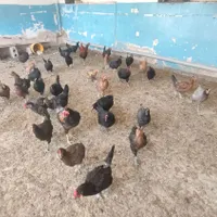 مرغ و خروس|حیوانات مزرعه|اصفهان, گورت|دیوار
