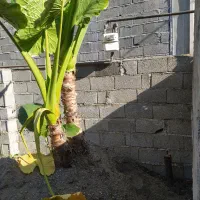 گل بابا آدم بزرگ بیش از 3متر|گل و گیاه طبیعی|رحیم‌آباد, |دیوار