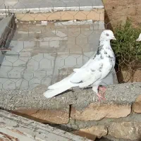 کبوترتهرانی|پرنده|نهاوند, |دیوار