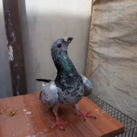 کفتر مسافتی