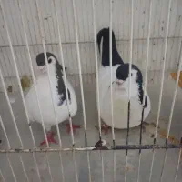 یک جفت کبوتر /کفتر