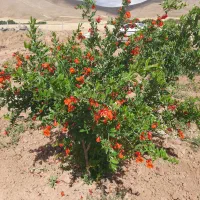 فروش باغ ۴ ساله با انواع درختان، جباراباد دینور