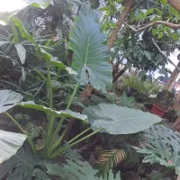 گل بابا آردن