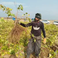 نهال انگور با ضمانت کتبی تسویه درب منزل|خدمات باغبانی و درختکاری|تاکستان, |دیوار